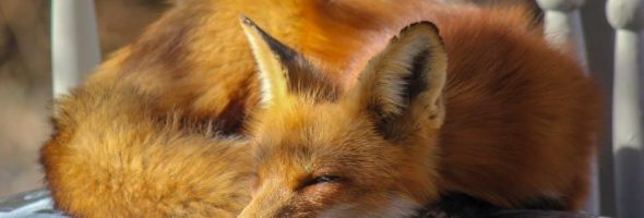 fantastic mr fox pdf