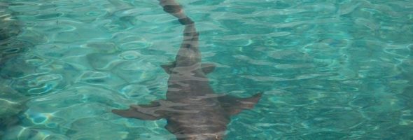 shark pdf