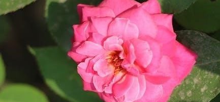 rose chronological guide to the bible